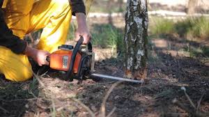 Professional Tree Services in Greenfield, OH