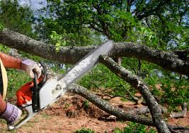 Tree Services