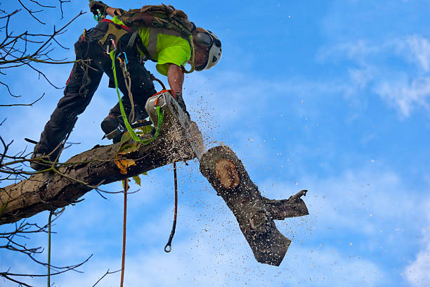 How Our Tree Care Process Works  in  Greenfield, OH